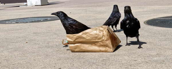 Corneille noire - Corvus corone  - Paris - Parc Nelson Mandela - Consommation de détritus laissé...