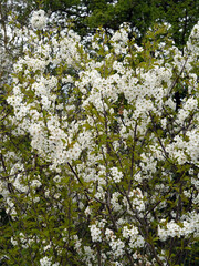 Richly flowered fruit tree. We see hundreds of white flowers and tiny leaves.