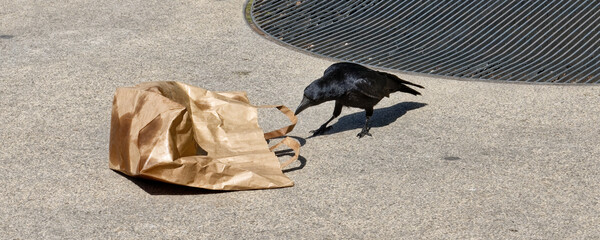 Corneille noire - Corvus corone  - Paris - Parc Nelson Mandela - Consommation de détritus laissé par des badauds 
 - obrazy, fototapety, plakaty