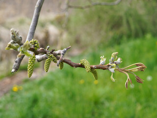 Detail of the end of a branch. We see small green fruits and leaves. Spring season.