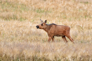 Moose calve on the pasture.