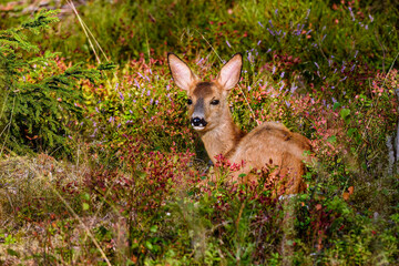 Roe Deer is resting/hiding in the forest.