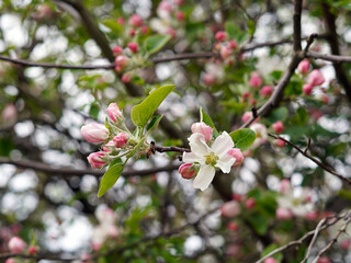Fototapeta na wymiar Close-up view of a flowering tree. The flowers are white-pink in color and there are green flowers around them.