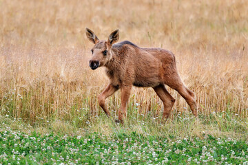 Young Moose is enjoying of the crop field buffet.