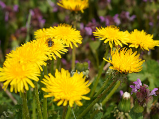 Detail of several dandelions. We see yellow flowers and a bee on one of them.