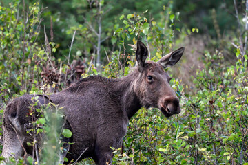 Young Moose cow grazing in the forest