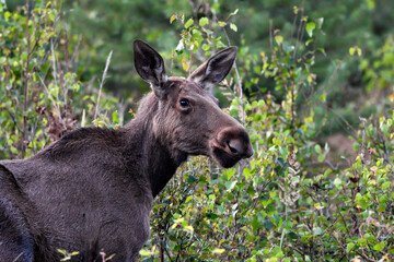 Young Moose cow grazing in the forest