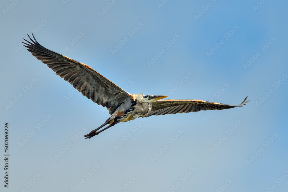 Wall mural great blue heron