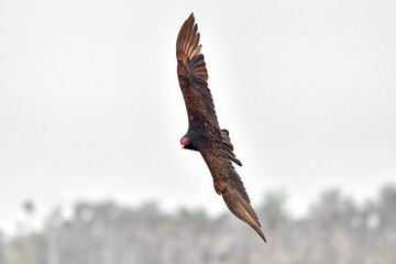 Turkey vulture flyover. It's always nice to watch these perfect gliders in the air flowing with the air currents
