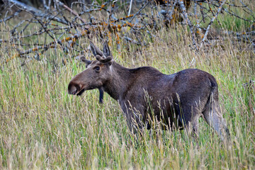 Young Moose bull grazing on the hayfield