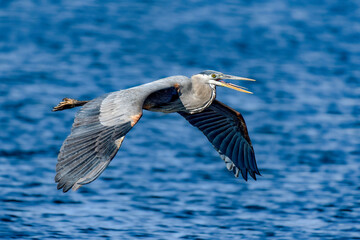 Great blue heron in flight
