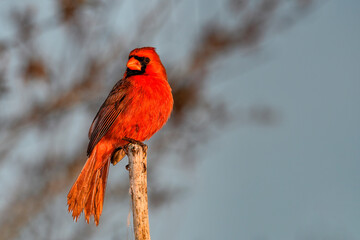 Northern cardinal