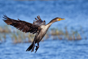 Double-crested Cormorant