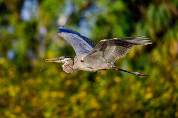 Great blue heron brings more nest building material..