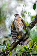 Coopers hawk