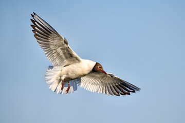 Black-headed Gull