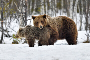 Obraz premium Brown bear mom with yearlings.