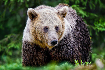 Two-tone(wet) mama bear in the forest.