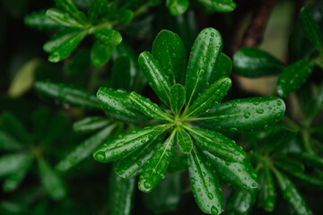 Green leaves with dew drops, as nature background. Foliage in dark green pattern with rain water drop. Top view shot of tropical leaf. Abstract nature background of green environment concept.