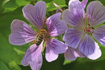 Bee on a geranium flower	