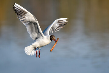 Black-headed Gull; Spring is advancing and it's time to start preparing nest.