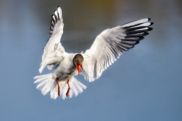 Slightly angry Black-headed Gull in flight