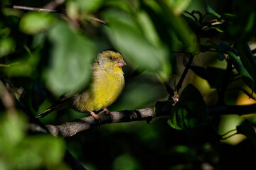Greenfinch is hiding in the foliage while enjoying last sun rays of the day.