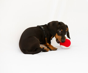Dachshund puppy with ball