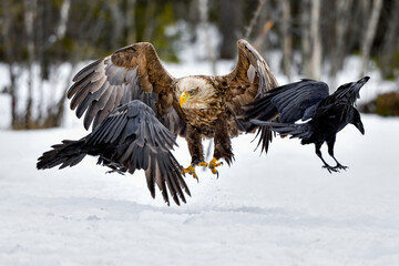 White-tailed eagle landing