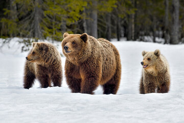 Brown bear mom with yearlings.