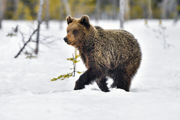 Obraz premium Young bear taking a short sprint