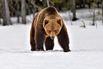 Obraz premium Bear with strong position