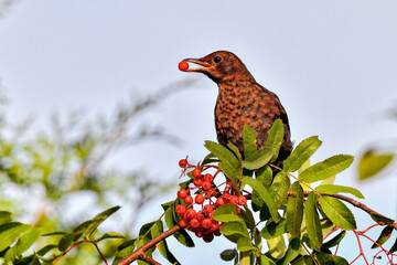 Rowanberry counting has begun for this season.