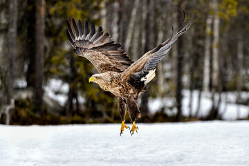 White-tailed eagle takeoff