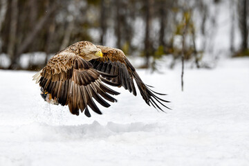 White-tailed eagle takeoff