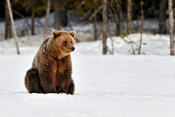 Lonely bear is sitting on the snow and looks a bit melancholic