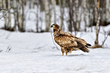 White-tailed eagle in snow