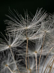 Dandelion seeds in the back light