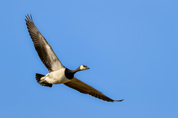 Barnacle goose. Ready to migrate.