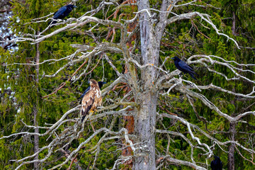 White-tailed eagle with raven guardians