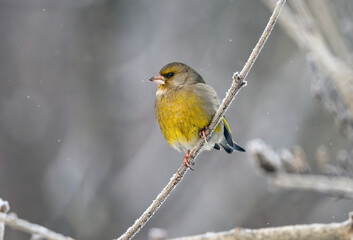 Greenfinch in winter conditions