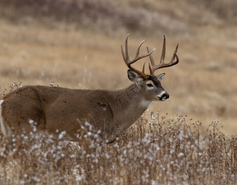 Trophy Boone & Crockett class Whitetail Buck 