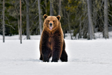 Big Brown bear is getting better view about surroundings by standing up and smelling the air.