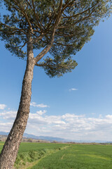Pine tree in a field in Lazio, Italy with Apennine mountains in the background