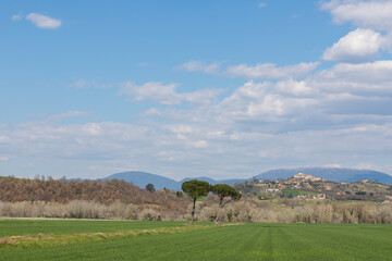 Obraz premium Two pine trees in a field in Lazio, Italy with Apennine mountains in the background and a hilltop town