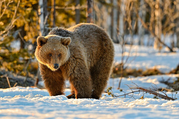 Bear have woke up after winter hibernation while enjoying the morning first light.