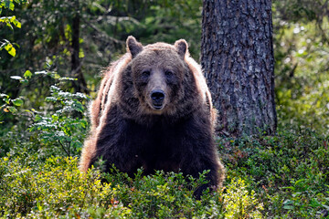 Bear is taking a closer look