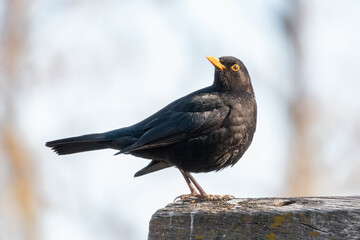 Aufmerksame Amsel