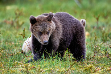 Bear cub is looking a bit puzzled at the swamp .