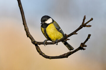 Great tit in autumn colors.